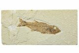 Uncommon Juvenile Fish Fossil (Mioplosus) - Wyoming #244623-1